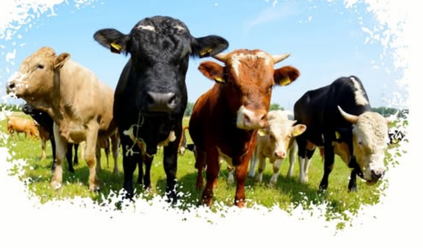 Türkoğlu’nda şap için aşılama kampanyası: Son gün 30 Nisan