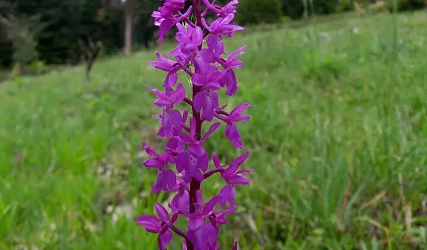 Salep yetiştiriciliği için hibe desteği başvuruları sürüyor