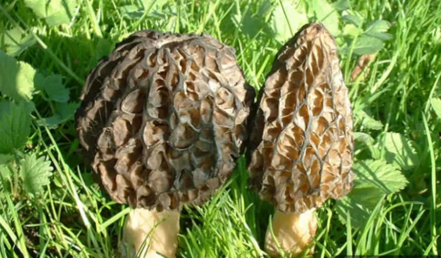 Türkoğlu’nun Altın Değeri Kuzu Göbeği Mantarı piyasaya çıktı