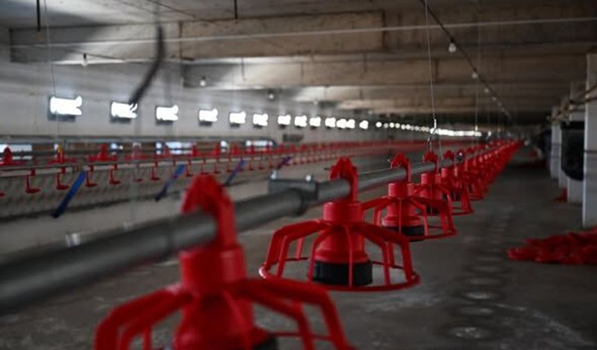 20 milyon TL’lik Broiler tesisi üretime başladı