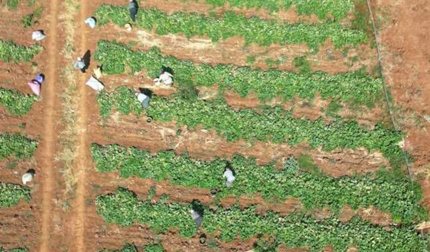 Üretimin Kalbi Türkoğlu'nda Atıyor