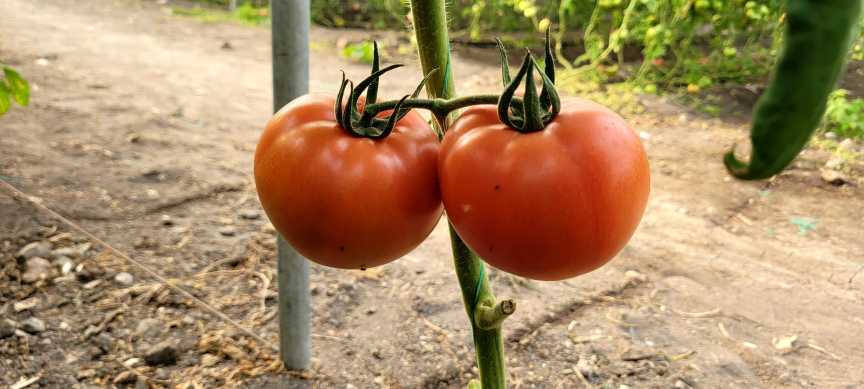 576936297 818808887539479 4510553565461530799 N